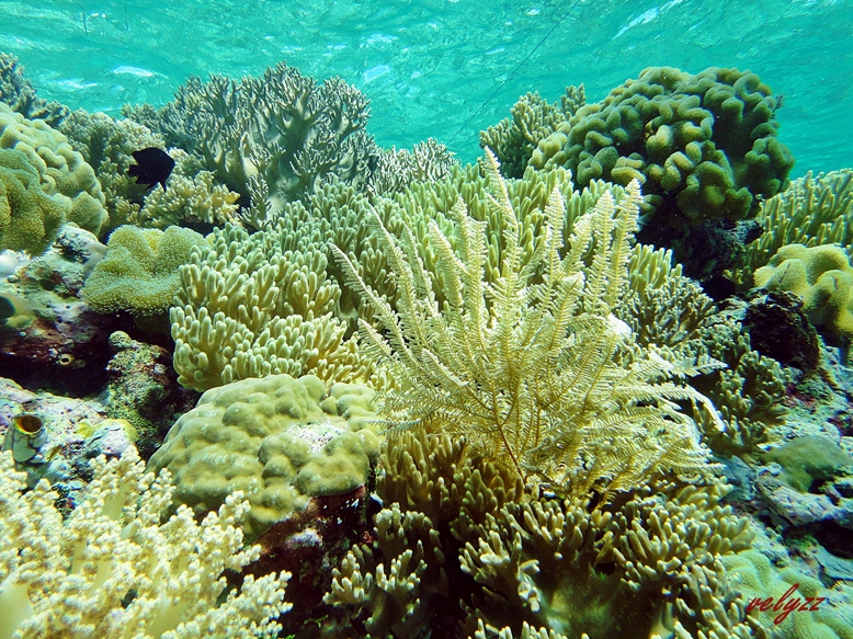 Corals at Tomia Island Wakatobi