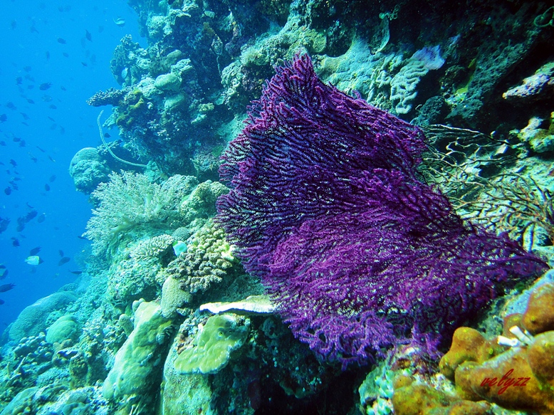 corals in wangi wangi island wakatobi