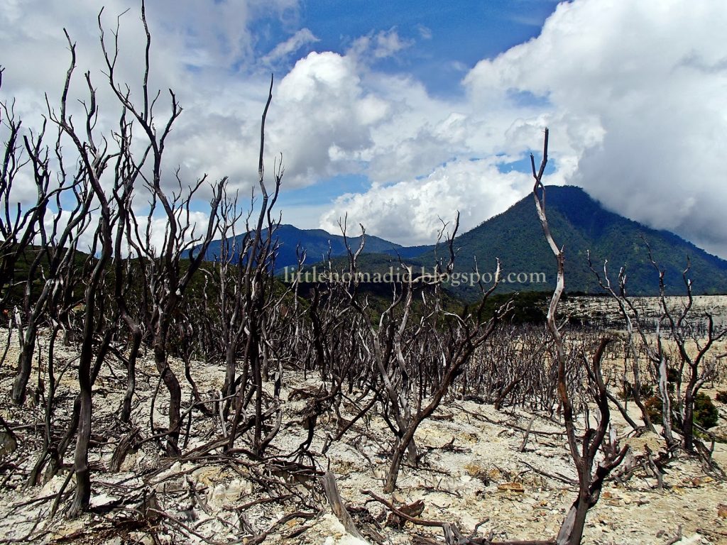 Dead Forest Mount Papandayan