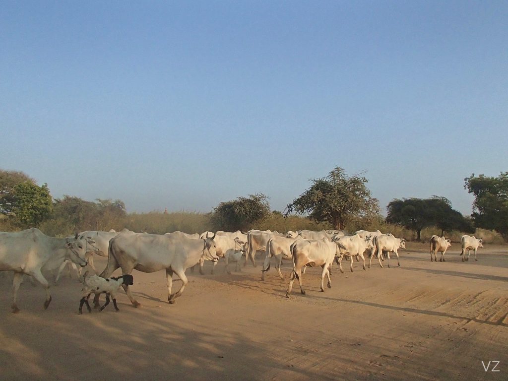 Cattles in Bagan