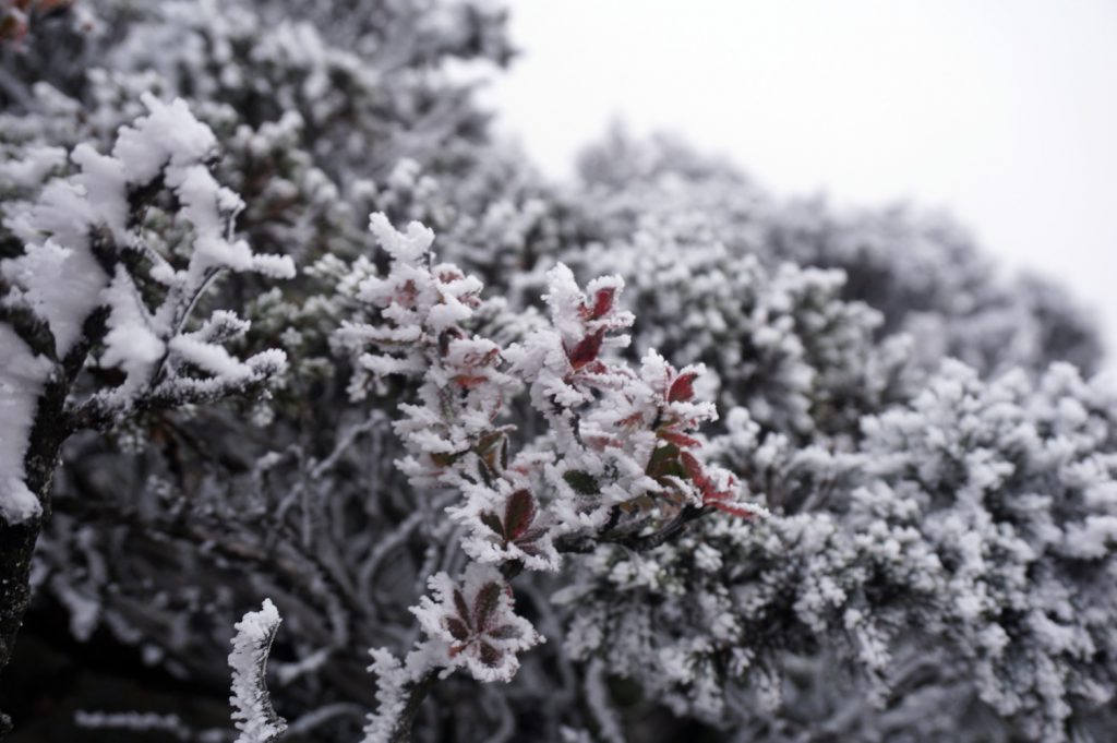 winter yushan national park blog